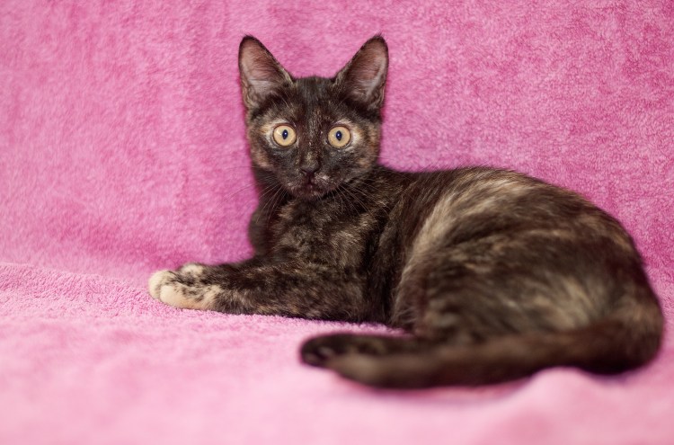 Сибирская черепаховая кошка гладкошерстная