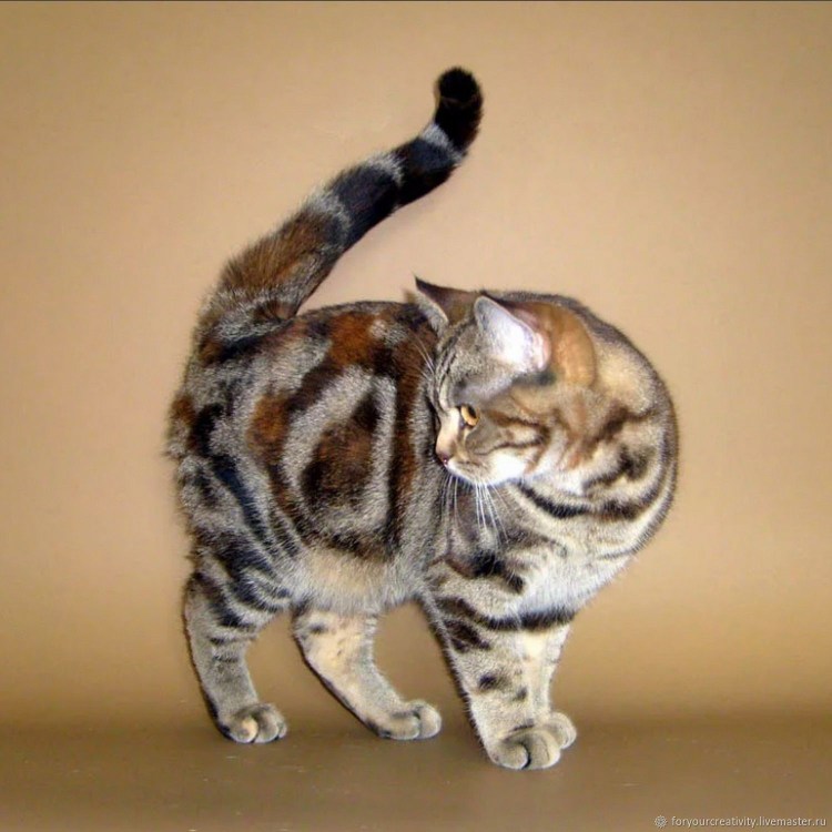 Черепаховая торти кошка