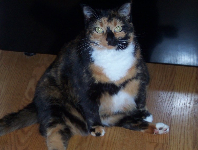 Крапчатый бурый кот