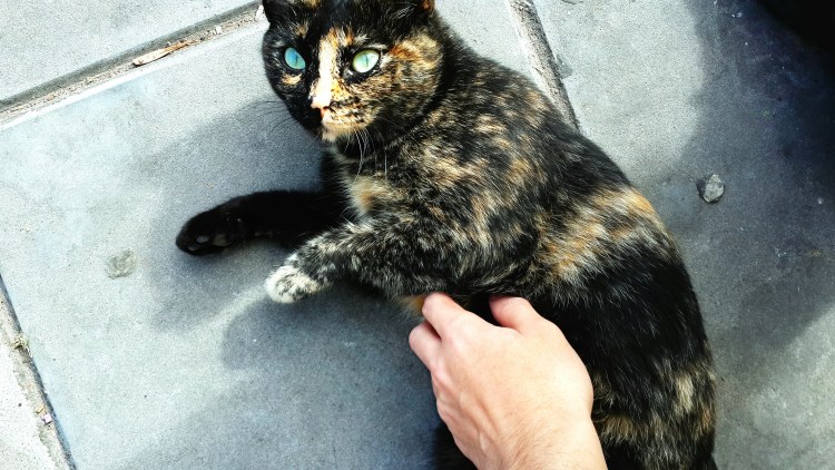 Британская черепаховая кошка