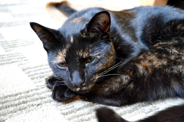 Мейн кун черепаховый