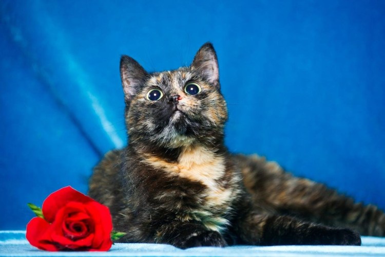 Черепаховая кошка короткошерстная