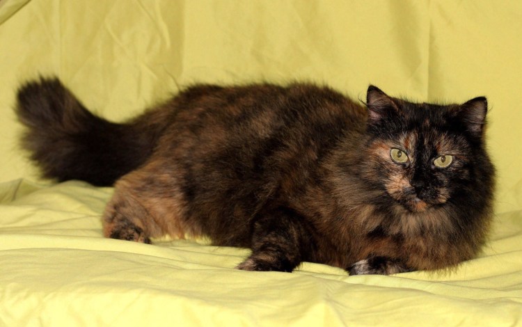 Животные химеры окрас