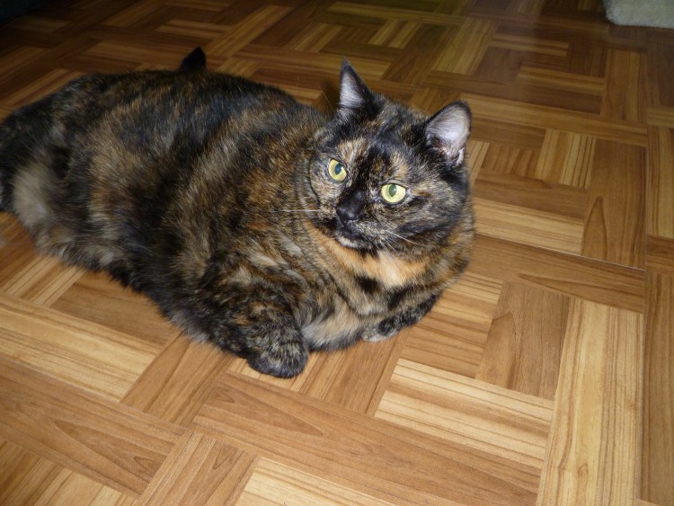 Кошка домашняя трехцветная