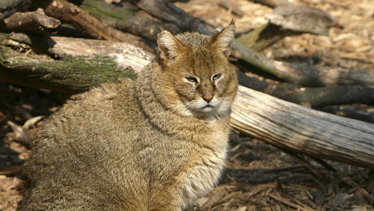 Кавказская Лесная кошка Felis Silvestris Caucasica