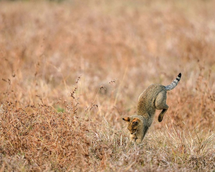 Камышовый кот охотится