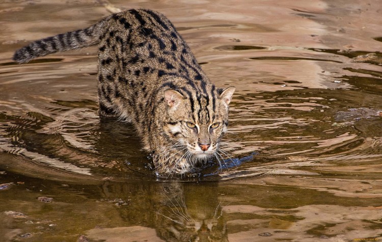 Кавказский камышовый кот