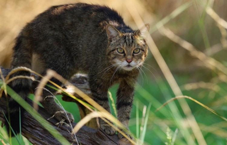 Felis Silvestris Cretensis