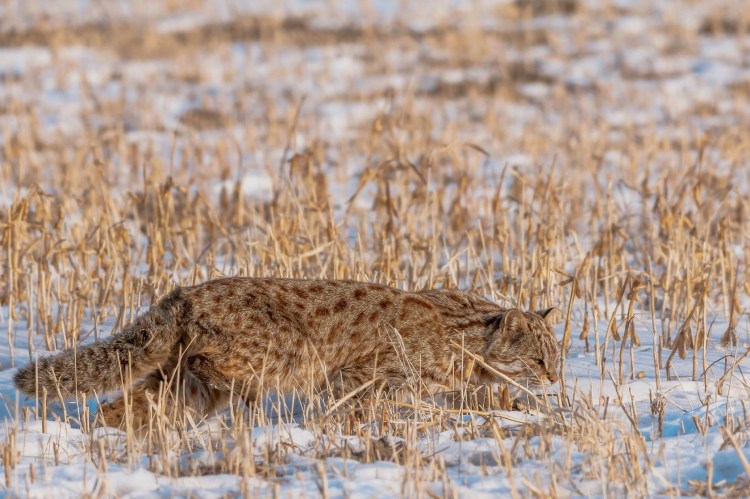 Лесной кот с человеком