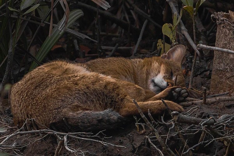 Кавказский камышовый кот