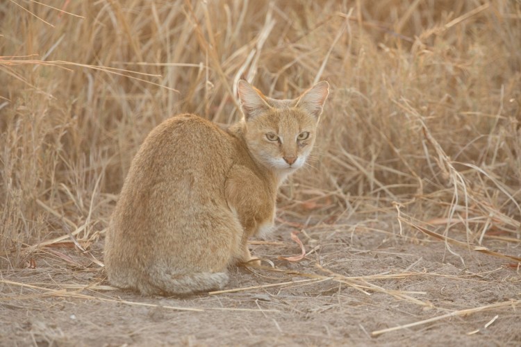 Камышовый кот дикий ЕАО