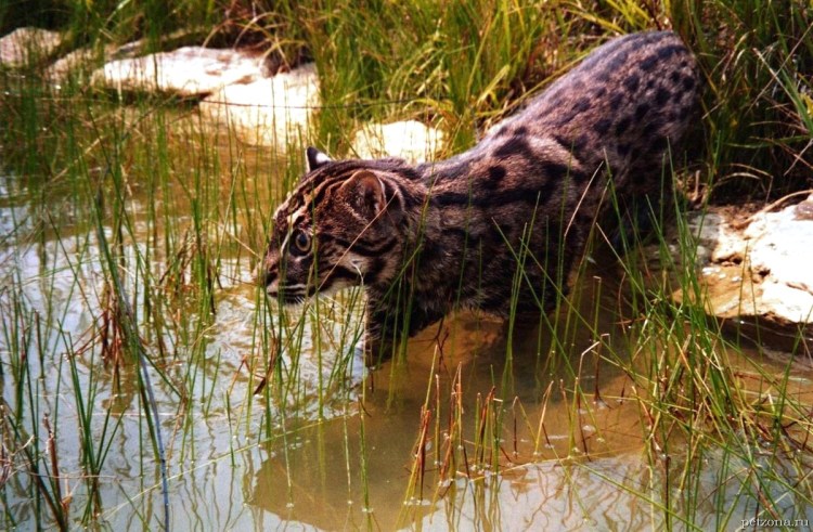 Кавказский камышовый кот
