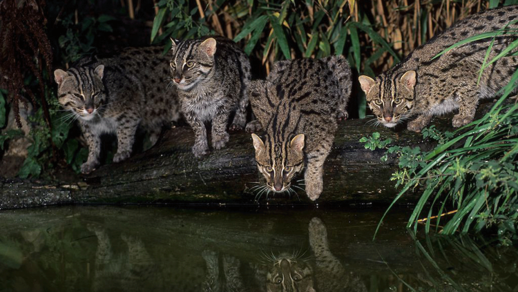 Флоридская Болотная кошка