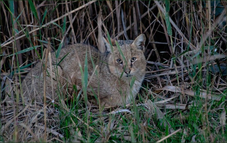 Кавказский камышовый кот Ставропольского края