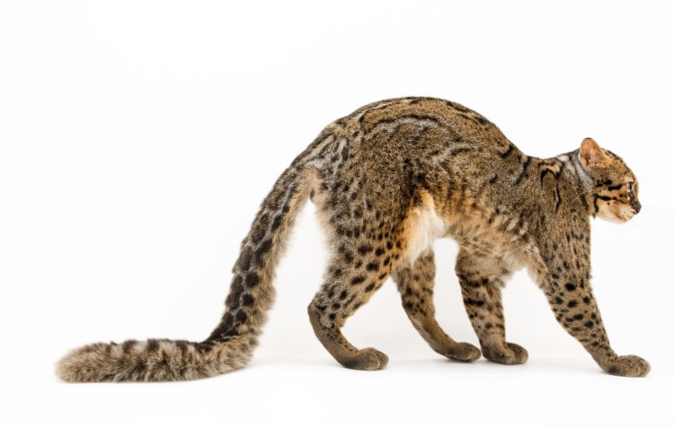 Китайская Гобийская кошка