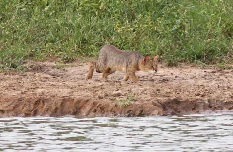 Манул Забайкальский дикий кот