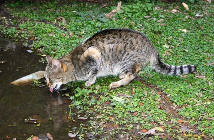 Камышовый кот (Болотная Рысь)