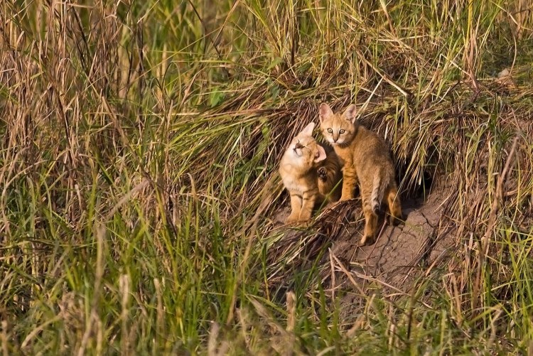 Вьетнамский кот-рыболов
