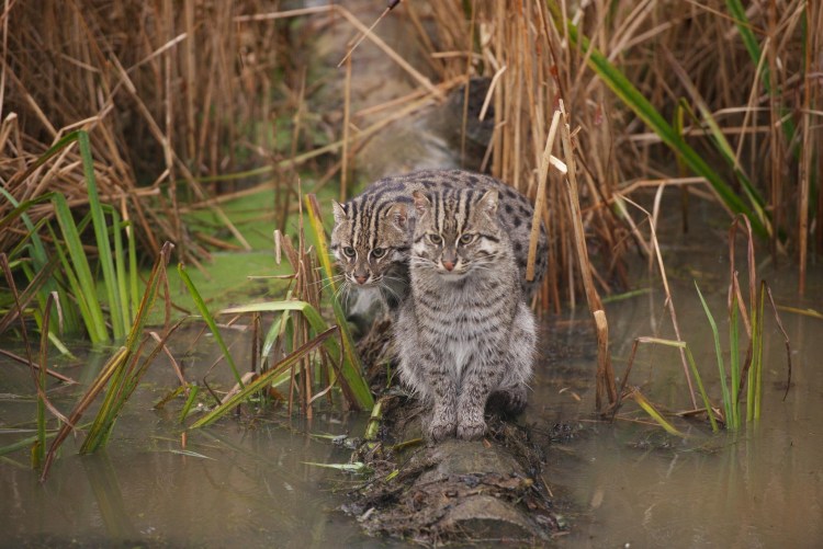 Камышовый кот Манул фото