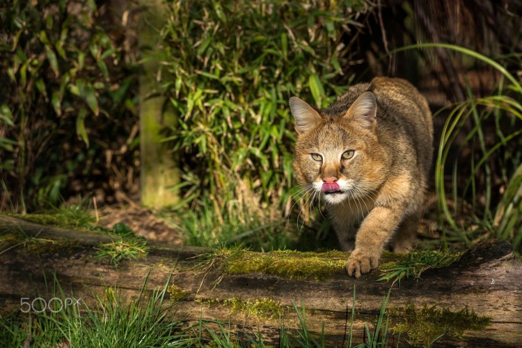 Камышовый кот Хаус