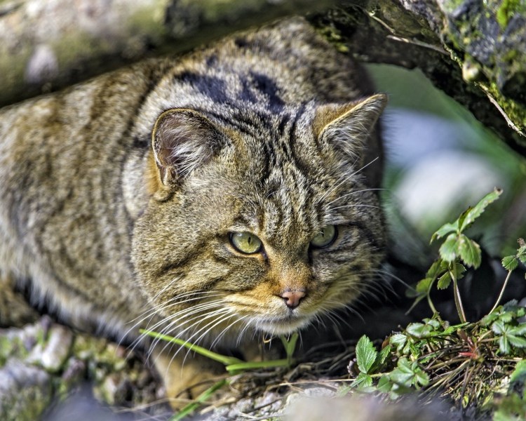 На что охотится Лесная кошка