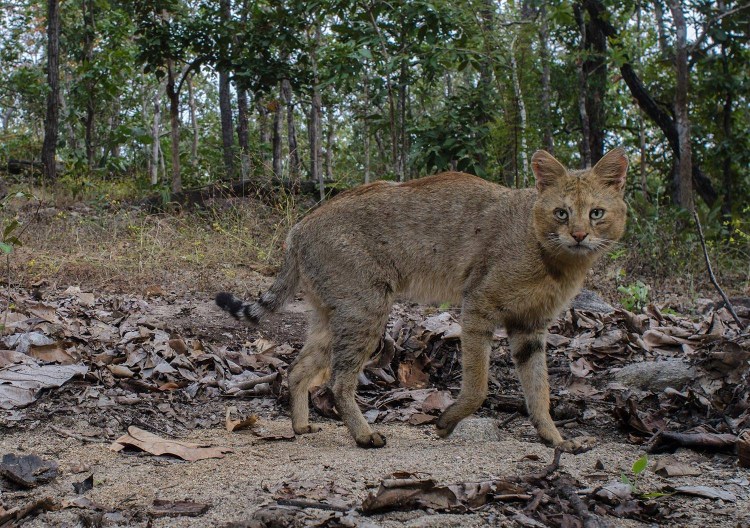 Европейская Дикая Лесная кошка короткошёрстная