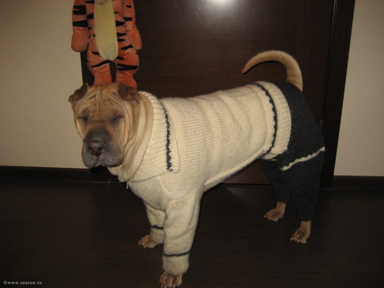 Штанишки для той терьера вязаный