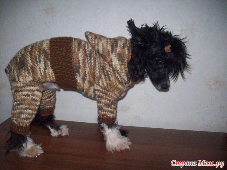 Одежда для собаки из носка