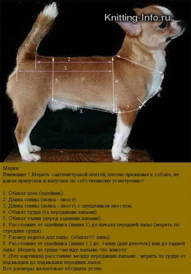 Выкройки одежды для собак чихуахуа для мальчиков