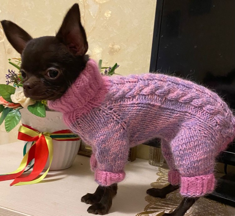 Схемы вязания одежды для собак мелких пород спицами