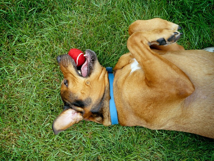 Собака с большими яйцами