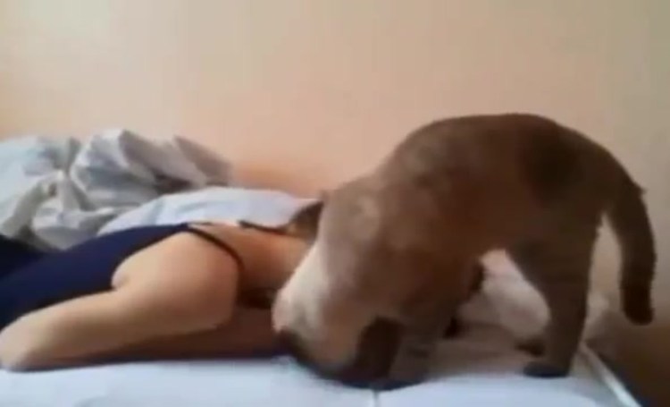 Спаривание кота и собаки