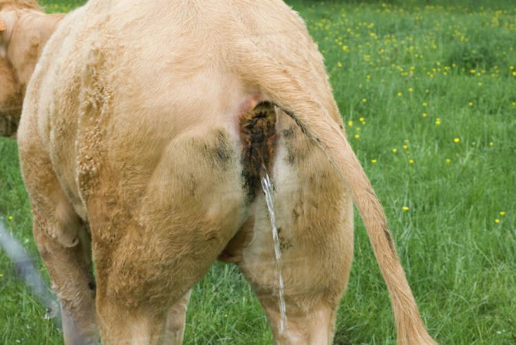 Собака спаривается с человеком аниме