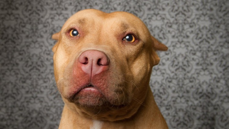 Параанальные железы жидкость