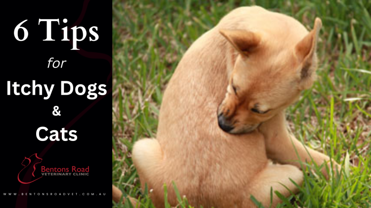 Облизывание мужских ног