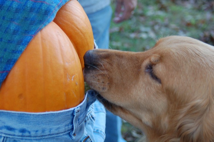 Комиксы Dogs Disarten