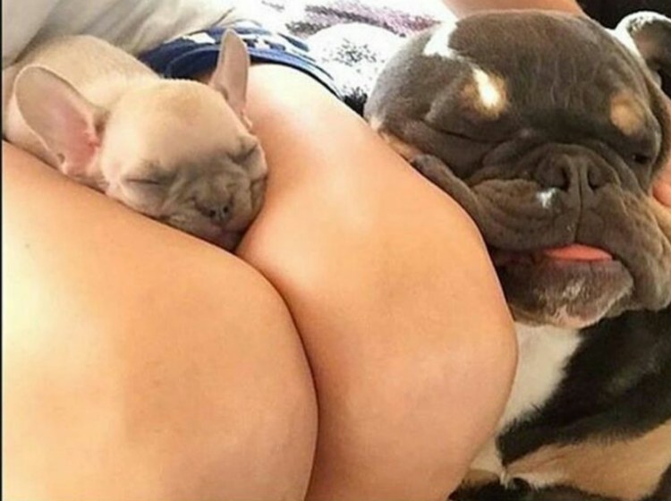 Кот лижет себе яйца