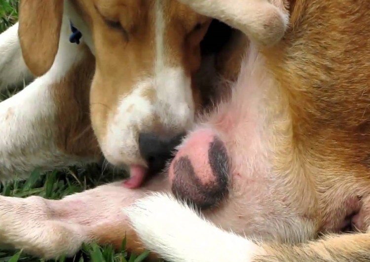 Собака вылизывается