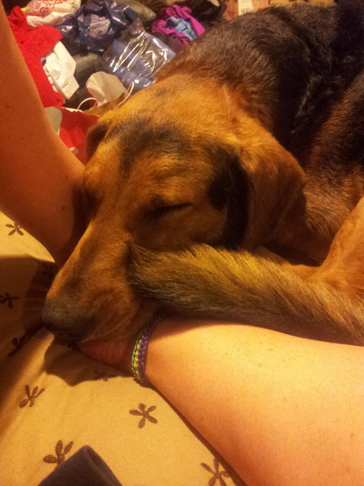 Может ли собака заболеть если наесться снега