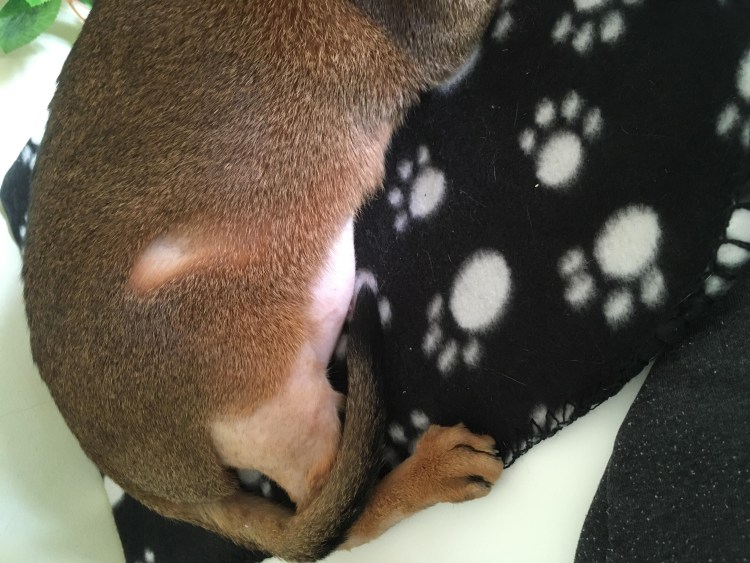 Собака целует человека