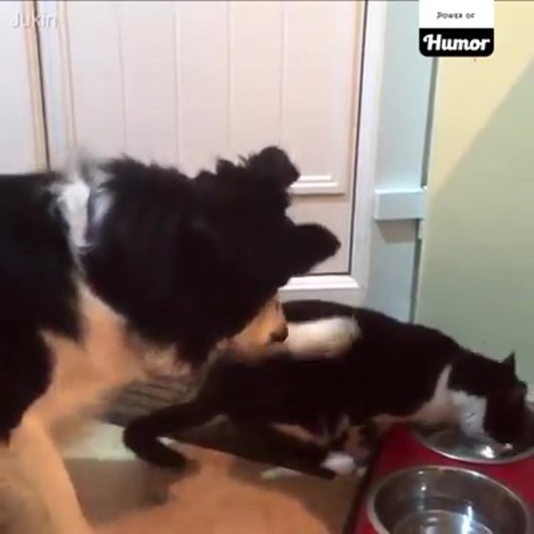 Смешные собаки мемы