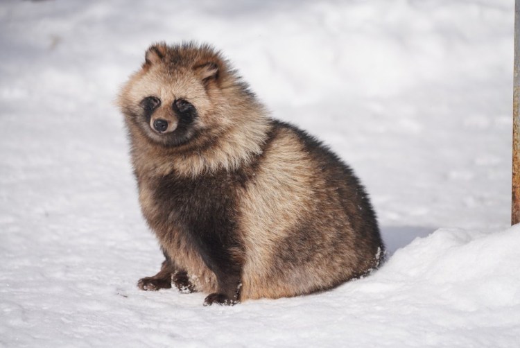 Кавказская енотовидная собака