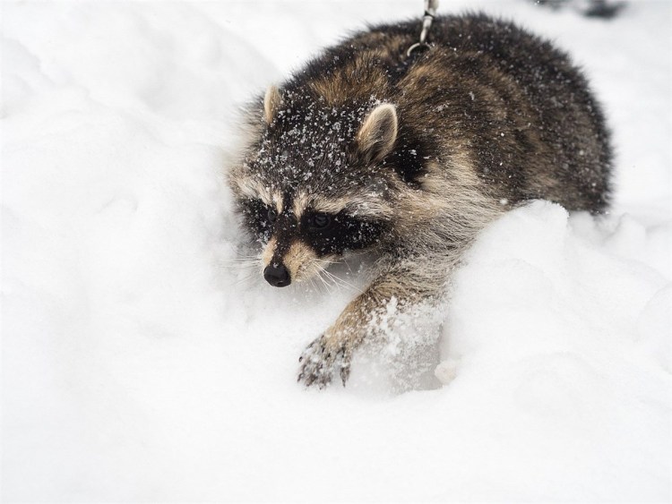Енотовидная собака зимой