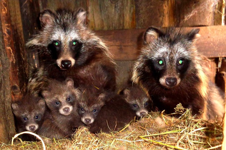 Енотовидная собака Амурская область
