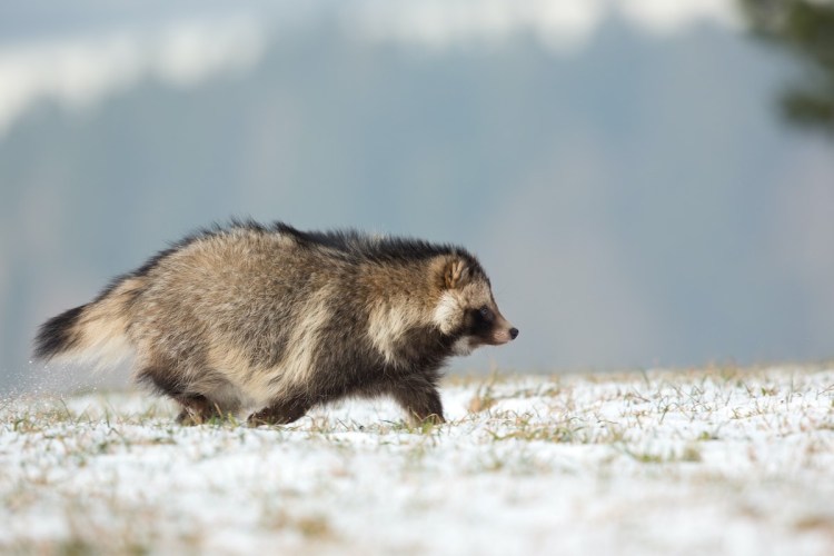 Нора енотовидной собаки