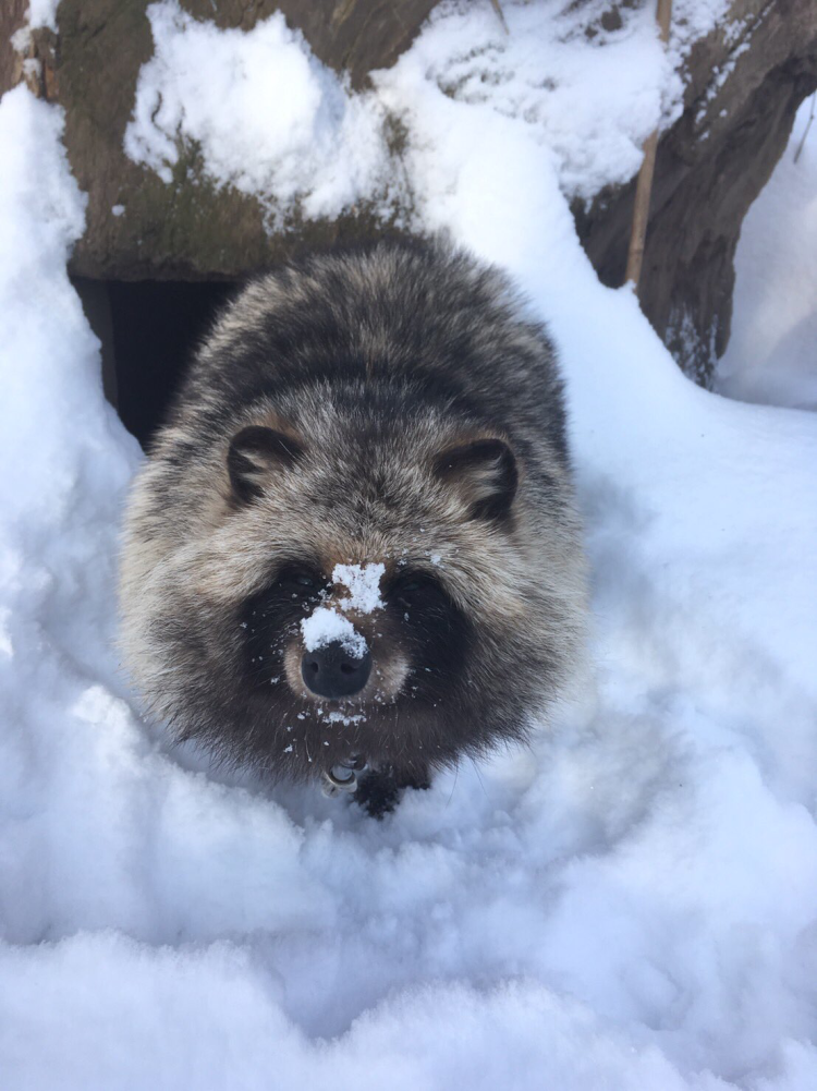 Енотовидная собака Сахалин