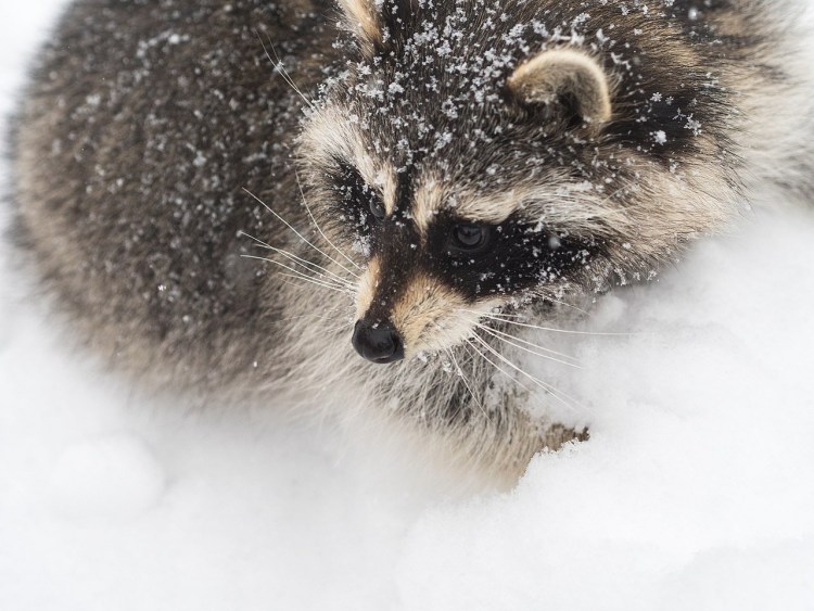 Енотовидная собака