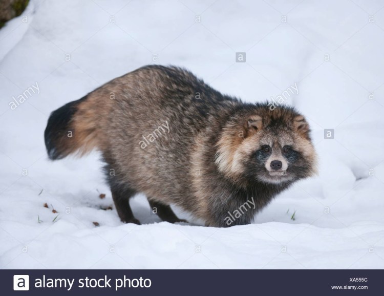 Енотовидная собака Приморский край