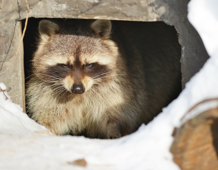 Росомаха енотовидная собака