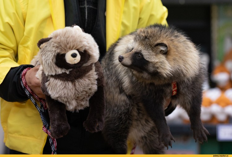 Енотовидная собака охотится